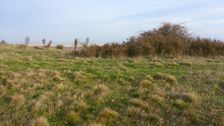 Purbacher Heide, Prunus spinosa