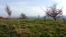 Purbacher Heide, Verbascum speciosum etc.