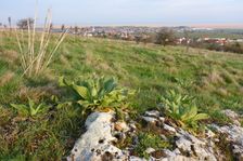 Purbacher Heide, Verbascum speciosum & Stipa capillata