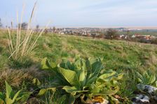 Purbacher Heide, Verbascum speciosum & Stipa capillata