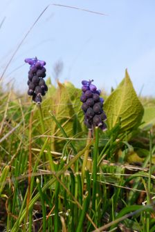 Purbacher Heide, Muscari neglectum