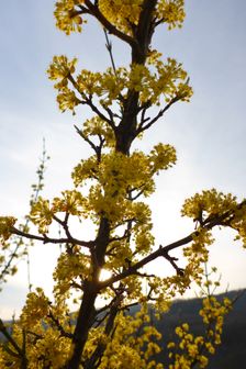 Purbacher Heide, Cornus mas