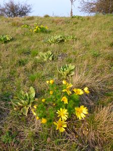 Purbacher Heide, Adonis vernalis & Verbascum speciosum