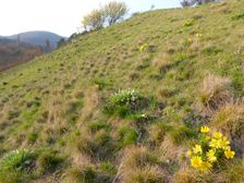 Purbacher Heide, Adonis vernalis, Verbascum speciosum etc.