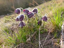 Purbacher Heide, Pulsatilla sp.