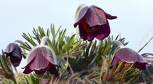 Purbacher Heide, Pulsatilla sp.