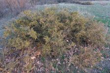 Purbacher Heide, Rhamnus saxatilis
