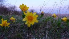 Purbacher Heide, Adonis vernalis