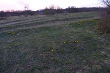 Purbacher Heide, Adonis vernalis