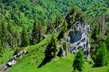 Chládkové úplazy, zub