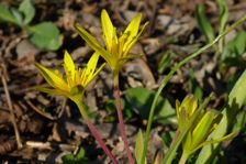 Breitenbrunn, Gagea pratensis