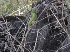 Breitenbrunn, Lacerta viridis, with permission: picture of Gudula Haug