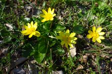 Breitenbrunn, Ficaria calthifolia