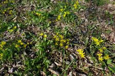 Breitenbrunn, Gagea pratensis