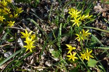 Breitenbrunn, Gagea pratensis