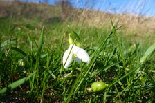 Breitenbrunn, NSG Thenau(riegel), Galanthus nivalis