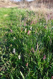 Breitenbrunn, NSG Thenau(riegel), Corydalis cava