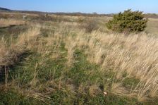 Breitenbrunn, NSG Thenau(riegel), Stipa capillata & Juniperus communis