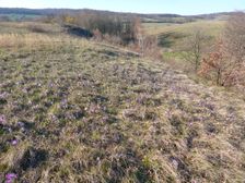 Breitenbrunn, NSG Thenau(riegel), Pulsatilla grandis