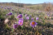 Breitenbrunn, NSG Thenau(riegel), Pulsatilla grandis
