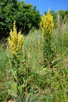 Hainburg, Schloßberg, Verbascum lychnitis