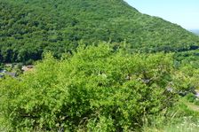 Hainburg, Schloßberg, Prunus mahaleb in the foreground