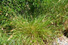 Hainburg, Schloßberg, Sesleria sadleriana