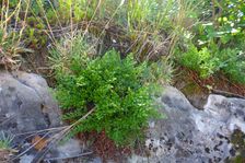 Hainburg, Schloßberg, Asplenium ruta-muraria & Poa badensis