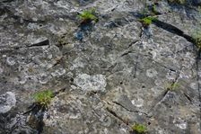 Hainburg, Schloßberg, rock with Seseli sp.