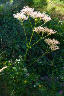 Hainburg, Schloßberg, Valeriana officinalis