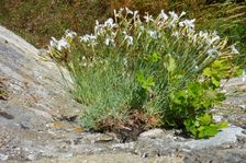 Hainburg, Schloßberg, Dianthus lumnitzeri & Chelidonium majus