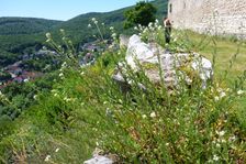Hainburg, Schloßberg, Berteroa incana