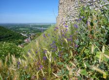 Hainburg, Schloßberg, Hordeum murinum & Consolida regalis etc.