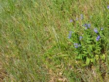 Hainburg, Schloßberg, Veronica teucrium & Elymus cf. hispidus
