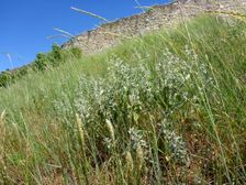 Hainburg, Schloßberg, Marrubium peregrinum & Elymus cf. hispidus