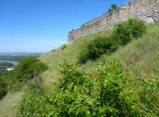 Hainburg, Schloßberg, Juglans regia