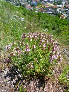 Hainburg, Schloßberg, Teucrium chamaedrys