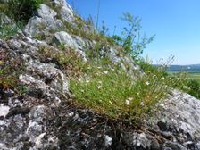 Hainburg, Schloßberg, Petrorhagia saxifraga
