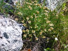 Hainburg, Schloßberg, Teucrium montanum