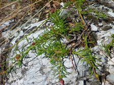 Hainburg, Schloßberg, Fumana procumbens