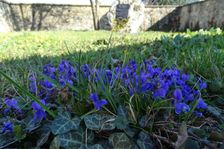 Breitenbrunn, Viola suavis