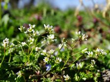 Breitenbrunn, Draba verna