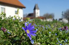 Breitenbrunn, Anemone blanda