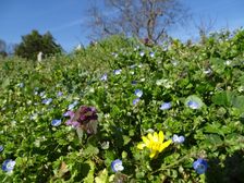 Breitenbrunn, Ficaria calthifolia, Veronica persica & Lamium purpureum
