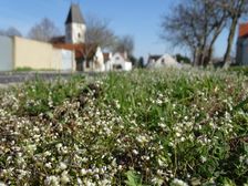 Breitenbrunn, Draba verna