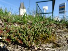 Breitenbrunn, Sedum acre