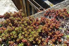 Breitenbrunn, Sedum album