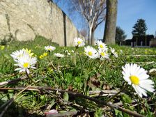 Breitenbrunn, Bellis perennis & Ficaria calthifolia