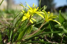 Breitenbrunn, Gagea pratensis