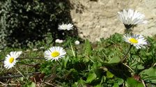 Breitenbrunn, Bellis perennis